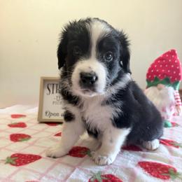 Justice - Black tri-color female Australian Shepherd puppy in Harrah, Oklahoma from Kamm's Aussies
