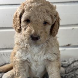 Double Doodle and Goldendoodle Puppies from Red White and Doodle