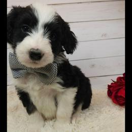 Benedict - Black and white male Sheepadoodle puppy in Farley, Iowa from Iowa's Doodle Co.