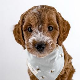 Rally - Red  male Goldendoodle puppy in Jamestown, Kentucky from Milk & Honey Doodles