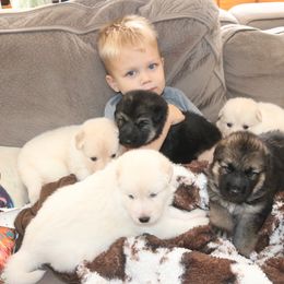 German Shepherd Puppies from Sprague's German Shepherds