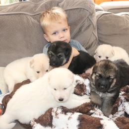German Shepherd Puppies from Sprague's German Shepherds