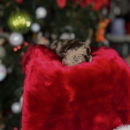Joy - Merle female Goldendoodle puppy in Miami, Florida from Milk Drunk Doodles And Poodles