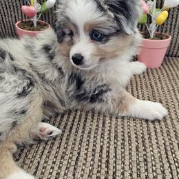 Toy Australian Shepherd Puppies from Reflections of Star Crest Kennel