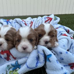 Cavalier King Charles Spaniel Puppies from Taylor tails farm