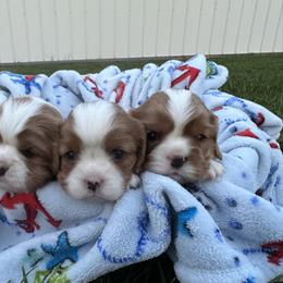 Cavalier King Charles Spaniel Puppies from Taylor tails farm