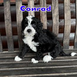 Conrad - male Golden Mountain Doodle puppy in Banner Elk, North Carolina from Walnut Tree Bernedoodles