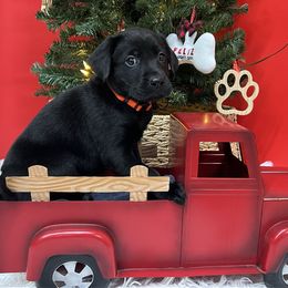 Orange - Black male Labrador Retriever puppy in Heath Springs, South Carolina from Rich Hill Retrievers