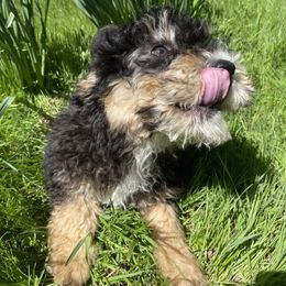 Bernedoodle, Cavapoo, and Goldendoodle Puppies from Doodle Amore