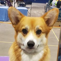 Zinni - Pembroke Welsh Corgi