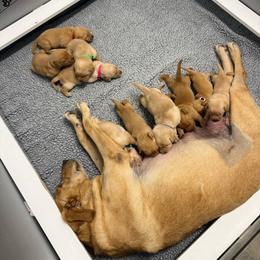 Pink - Yellow female Labrador Retriever puppy in Derby, Kansas from Wheatland Retrievers