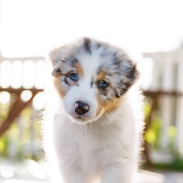 Australian Shepherd Puppies from Silverchip Aussies