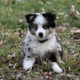 Miniature Australian Shepherd and Toy Australian Shepherd All Grown Up from Cross Bar Aussies