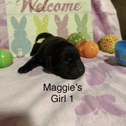Girl 1 - Black female Labrador Retriever puppy in Wittmann, Arizona from AM Labradors