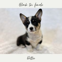 Dottie - Black and tan female Pembroke Welsh Corgi puppy in Onalaska, Washington from Shoestring Valley Corgis
