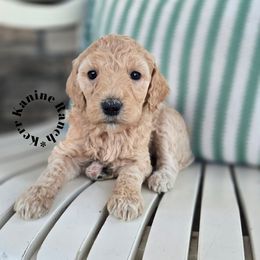 Jane - Cream female Poodle puppy in Ashton, Idaho from Kerr Kanine Ranch