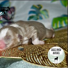 Steelhead - Red tri male Miniature Australian Shepherd puppy in California from Eagle River Aussies
