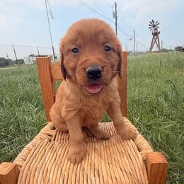 AKC lavender collar girl - Dark golden female Golden Retriever puppy in Joshua, Texas from 3 Gun Retrievers