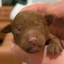 Girl 3 dark pink - Red female Cavapoo puppy in Pasco, Washington from Beth's Cavapoos