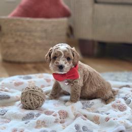 F1B Meet Prescott :) - Blenheim male Cavapoo puppy in Centerville, Iowa from Barnyard Dachshunds, Dals & Doodles