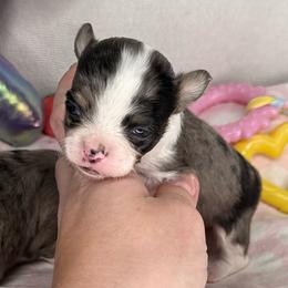 Merle blue - Blue merle male Chihuahua puppy in Sherwood, Arkansas from Bartelt Breeders