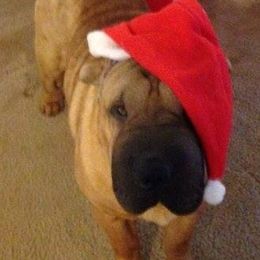 Chinese Shar-Pei from Windswept Kennel