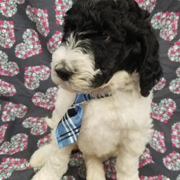 Bernedoodle, Goldendoodle, and Poodle Puppies from Granton Creek