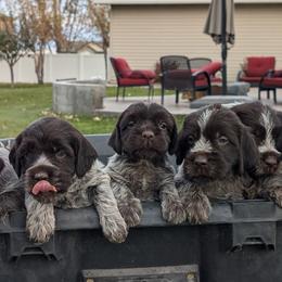 Wirehaired Pointing Griffon puppies from Mountain River Griffons