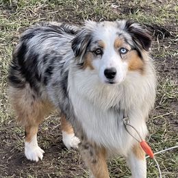 Daisy - Miniature Australian Shepherd