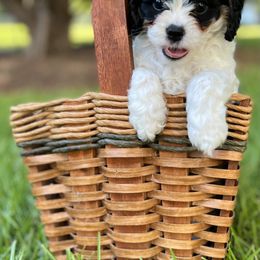 Cavapoo Puppies from Southern Charm Cavapoos