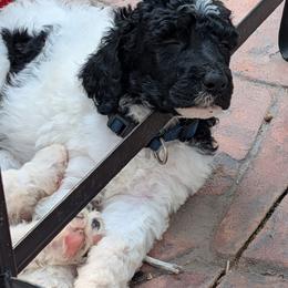 Billy - Parti male Poodle puppy in Canton, South Dakota from Van Der Poodles