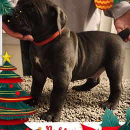Red collar - Boerboel puppy from Adoraboerboels
