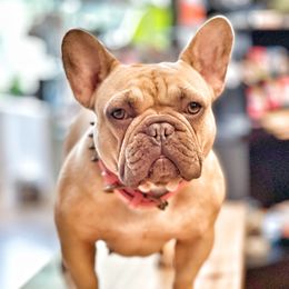 French Bulldogs from Breakfast with Frenchies