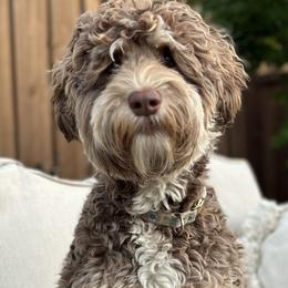 Penny - Australian Labradoodle