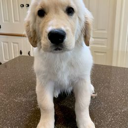 Lorin - Light golden Golden Retriever puppy in Michigan from Cider Ash Goldens