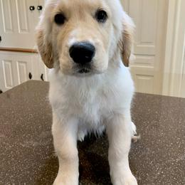 Lorin - Light golden Golden Retriever puppy in Michigan from Cider Ash Goldens