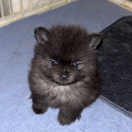 Pluto - Black male Pomeranian puppy in Zavalla, Texas from Precious Puff Poms