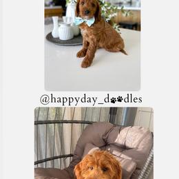 Goldendoodle Puppies from Happy Day Doodles