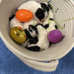 Papillon puppies from Anton's Papillons