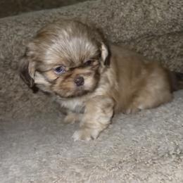 Nemo - Gold male Shih Tzu puppy in Azusa, California from RJ Shih Tzu lover