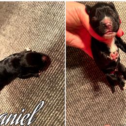 Daniel - Black male Cocker Spaniel puppy in Clinton, Oklahoma from Enchanted Spaniels