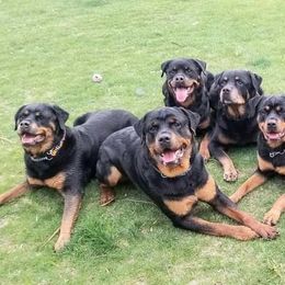Rottweilers from Tranquil Peak Rottweilers
