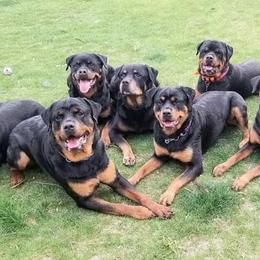 Rottweilers from Tranquil Peak Rottweilers