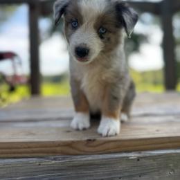 Mr. USA - Blue merle male Miniature Australian Shepherd puppy in Doddridge, Arkansas from Huddleston Farm