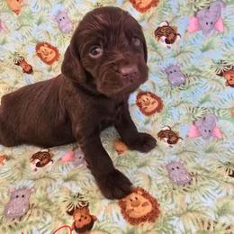 Yellow - Liver female Boykin Spaniel puppy in Midland, Michigan from Ives Heritage Homestead