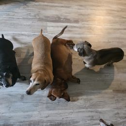 Dachshund All Grown Up from Pam's Puppies