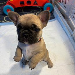 Rue - Fawn female French Bulldog puppy in Neenah, Wisconsin from Mimosa Acres French Bulldogs LLC