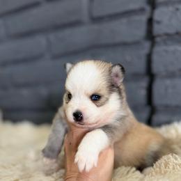 Boy 1 - Black and white male Pomsky puppy in Mesa, Arizona from Platinum Pomskies