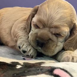 Cocker Spaniel Puppies from Belive in Dreams Cockers