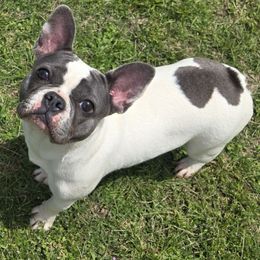 Bella - French Bulldog